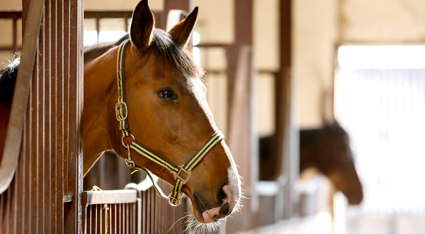 New: horse barns & stables LED lighting