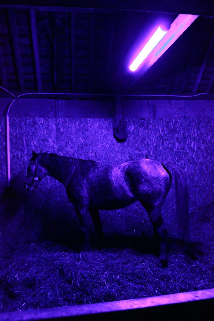 Empty mares‘ photostimulation program.