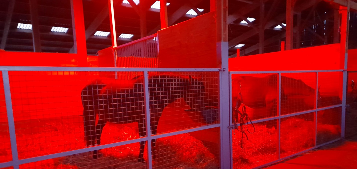 PROXIMAL lighting for Argos Equine Breeding Center