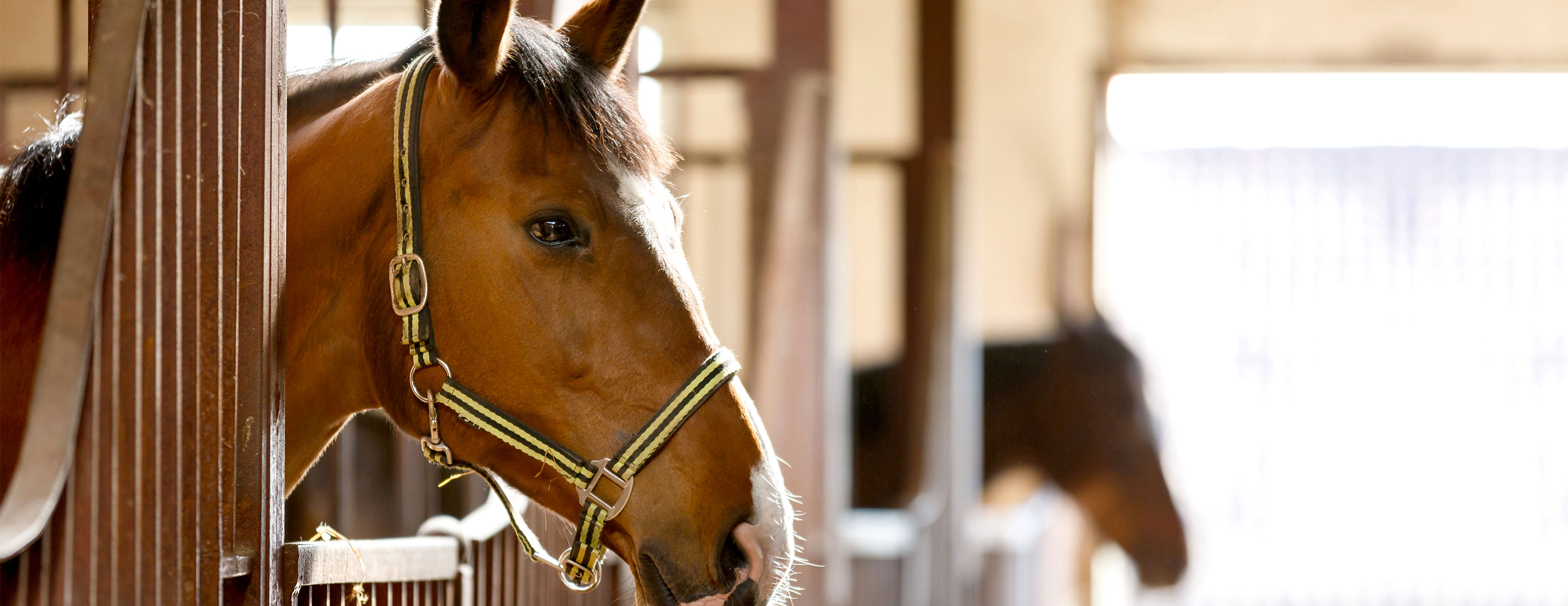 Horse stables LED lighting