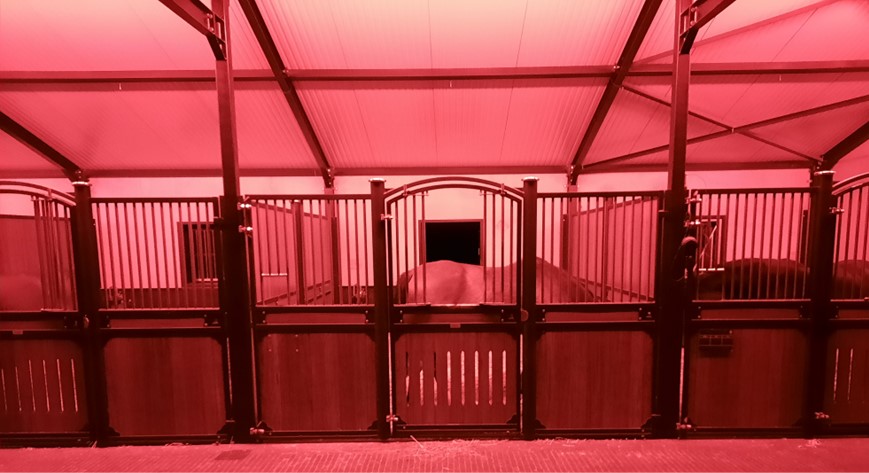 Grand Bray stables : lighting the stall boxes