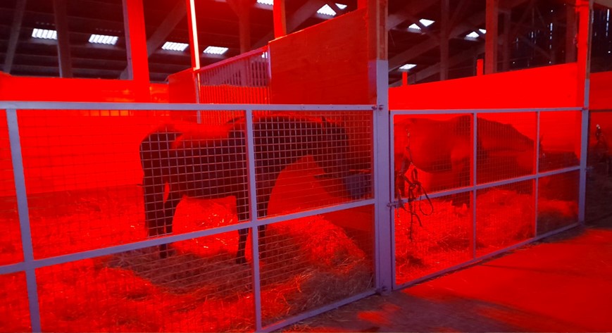 Argos Equine Breeding Center: foalings