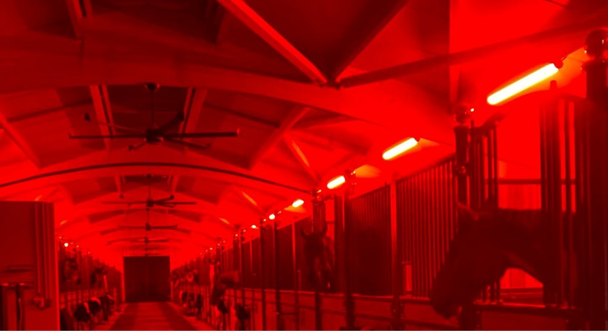 Alys Stud: stables lighting